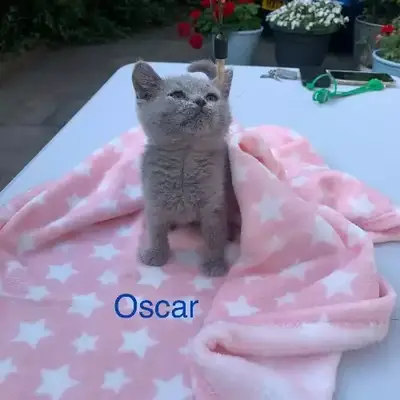 英国短毛猫咪，永远幸福