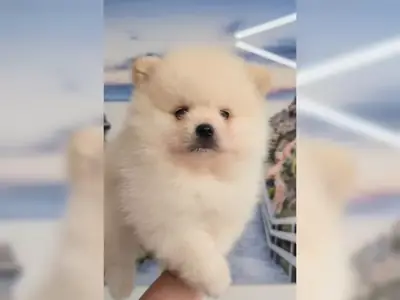 Pomeranya köpeği