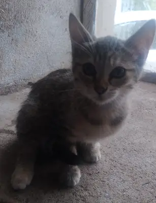 Small female, 4 months old