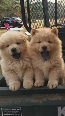 Healthy Chow Chow puppy raised in a family environment