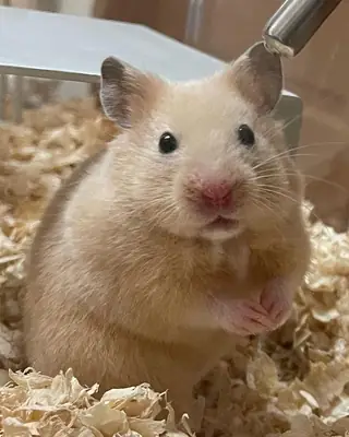 Active Turkish Hamster male available for breeding