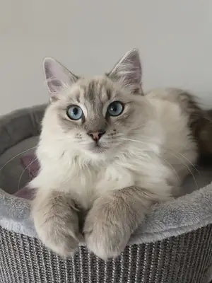 Strong and healthy Siberian male available for breeding