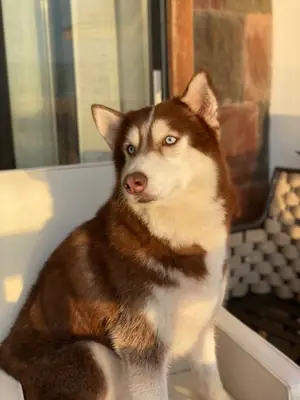 Well-conditioned Husky male available for breeding
