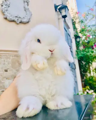 Lost Angora rabbit – last seen near residential garden
