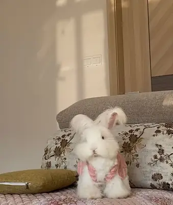 Angora rabbit lost near residential area