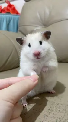 Male Turkish hamster available for breeding