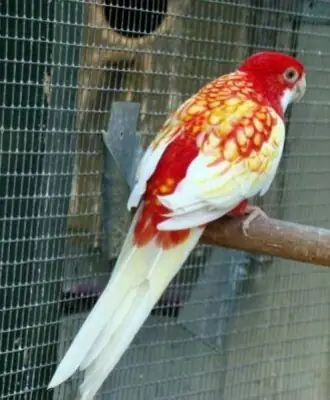 Lost rosella — escaped domestic bird