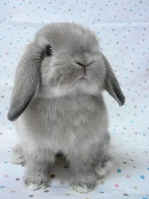 Mini Lop available for free adoption, raised in a home