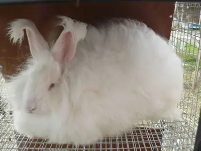 Giant Angora rabbit for adoption – very gentle and calm