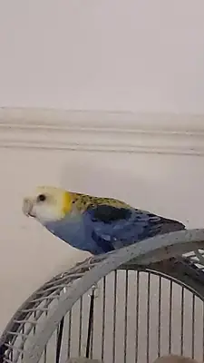 Rosella lost – bird escaped from the house