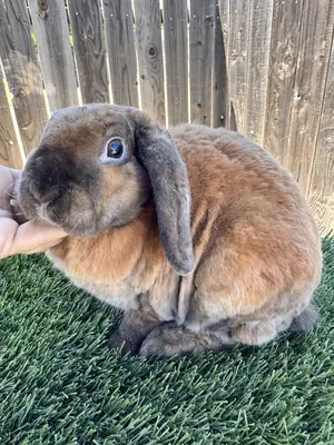 Miniature Lop Rabbit - Free Adoption