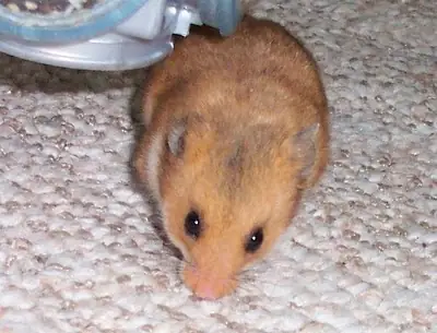 Turkish hamsters available for free adoption
