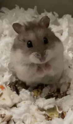 Healthy Roman hamsters for sale