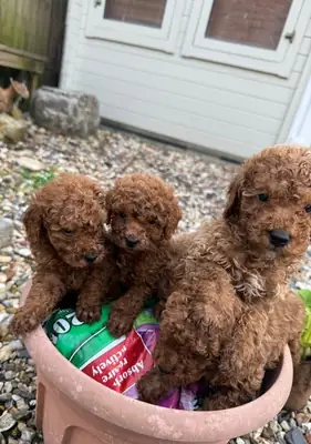 自家饲养的可爱贵宾犬