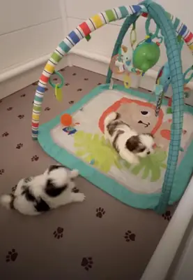 深情的家庭伴侣——西施犬