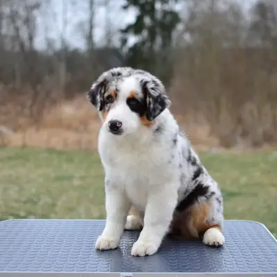Healthy Australia shepherd puppies for Rehoming