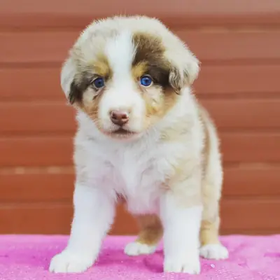 priceless Australia shepherd puppies for Rehoming