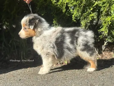 Male and Female Australia shepherd puppies for Rehoming 
