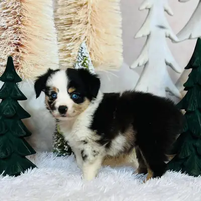 Awesome Australia shepherd puppies available 