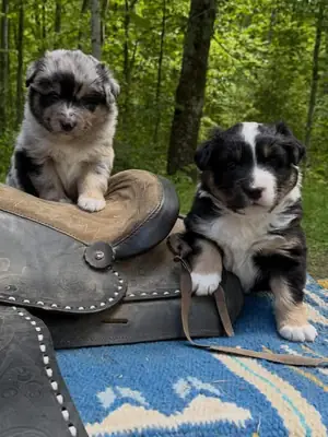 Sweet Australia shepherd puppies available