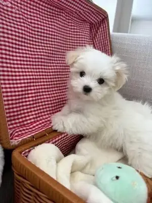 Cute Maltese  puppies available 