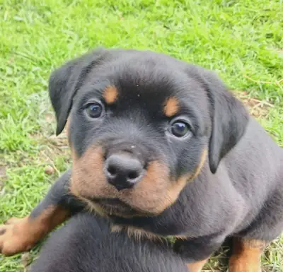Cute Rottweiler  puppies available 