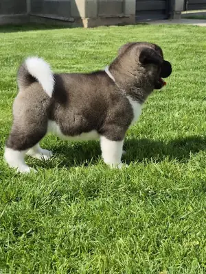 Cute Akita  puppies available 
