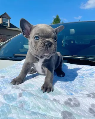 Cute French bulldog puppies available 
