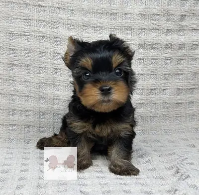 Cute Yorkshire puppies available 