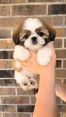Cute Shitzu puppies available 