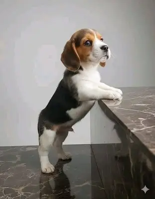 Cute beagle puppies available 