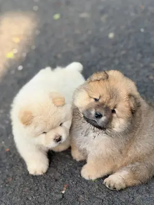可爱的萨摩耶幼犬出售