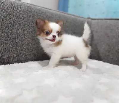 Adorables chiots Chihuahua disponibles