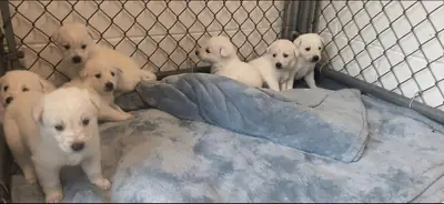 Cute Labrador puppies available 