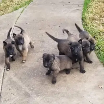 Anadolu çoban köpeği yavruları mevcuttur.