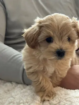 Cachorros Maltipoo