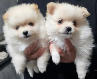 Lindos cachorros de pomerania