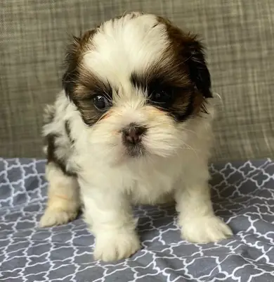5 hermosos cachorros de Shih Tzu