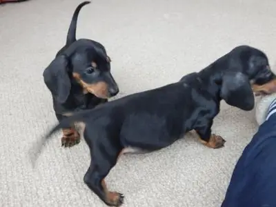 Cachorros de dachshund