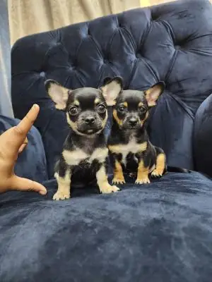 Cachorros de chihuahua