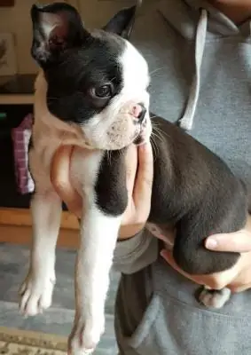 Cachorros de Boston Terrier buscando nuevo hogar