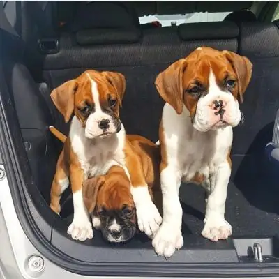 Cachorros de bóxer