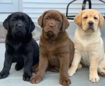 Labrador Yavruları