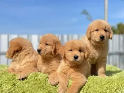 Golden Retriever Yavruları
