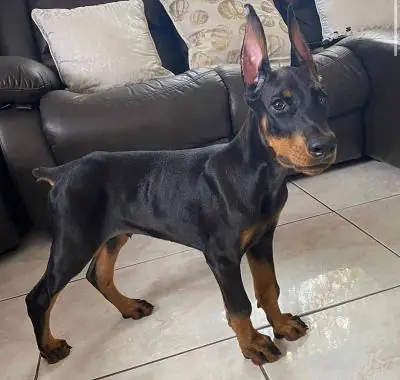 Doberman Pinscher Yavruları Mevcut