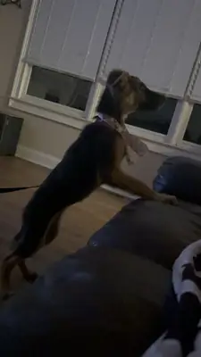 German shepherd puppy