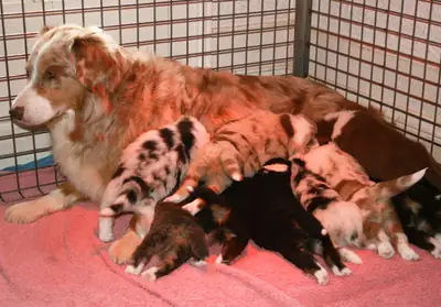 Se venden cachorros de pastor australiano de raza pura, excelente pedigree