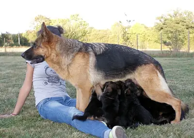Jolis Chiots Berger Allemand pure race