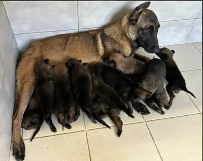 Jolis bébés Berger Malinois pure race
