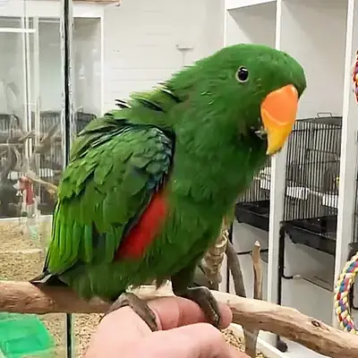 Годовалый попугай Эклектус из приюта